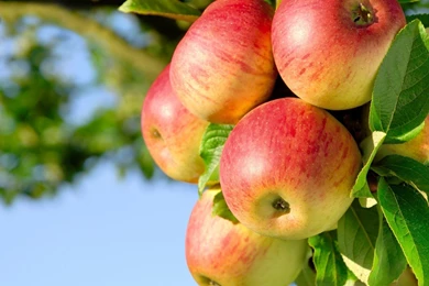 Apple Tree Wallpapers Photos