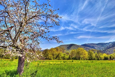 Apple Tree Wallpapers   Wallpapers Cave