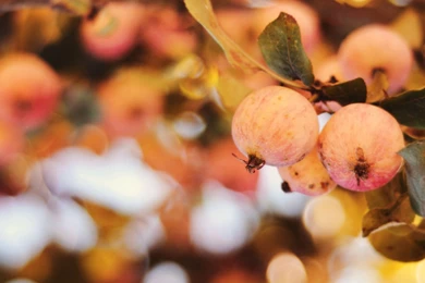 Apple Tree Wallpapers