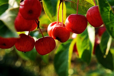 Apple Computer Wallpapers, Desktop Backgrounds