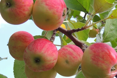 Apple Tree Wallpapers