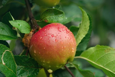 Apple Tree HD Wallpapers