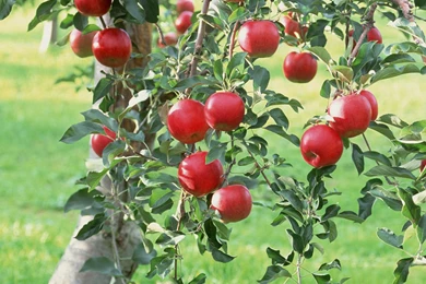 Apple Tree iPad Air 2 Wallpapers