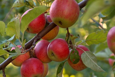 Apple Tree Wallpapers