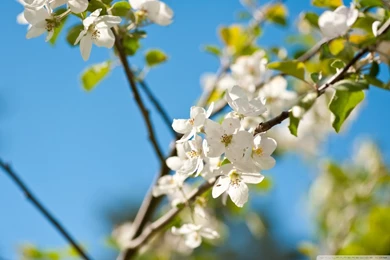 Apple Tree HD Desktop Wallpapers : High Definition : Fullscreen ...