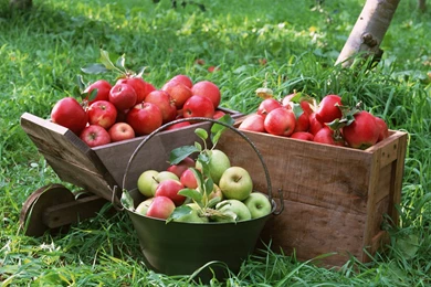 Desktop Apple Trees Pictures Wallpapers