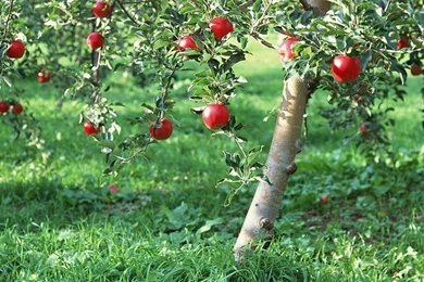 Apples On Tree   Apple Tree Photos 13   Wallcoo.net