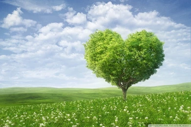 Love Tree HD Desktop Wallpapers : Widescreen : High Definition ...