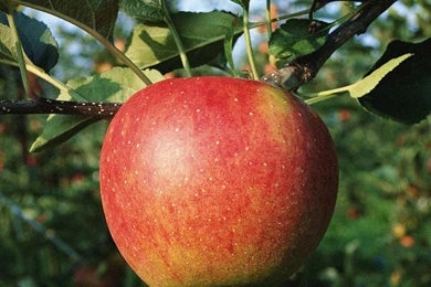 Apple Tree Ipad Wallpaper, iPad Wallpapers, iPad Backgrounds, HD ...