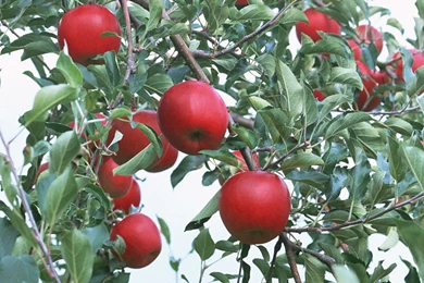 Apple Tree With Fruits Images Wallpapers