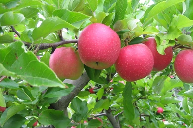 Apple Tree Wallpapers