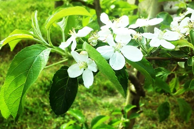 2560x1440 Spring Blossom On Apple Tree Desktop PC And Mac Wallpapers