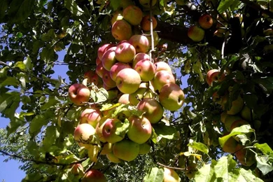 Apple Tree Wallpapers