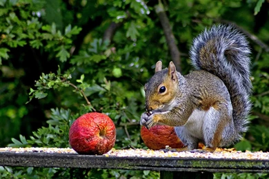 Squirrels: Autumn Snack Squirrel Apple Tree Day Red Cute Animal ...