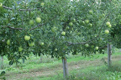 Yummy Apple Tree Wallpapers For Desktop In HD