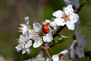 Ladybird On The Apple Tree Wallpapers And Images   Wallpapers ...