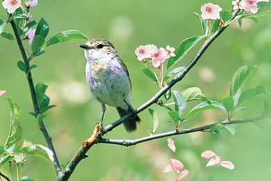 Apple Tree Bird Wallpaper, Green Backgrounds, Pictures And Images