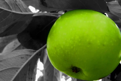 Green Apple Tree, 1920x1080 Pixels : Wallpapers Tagged Food ...