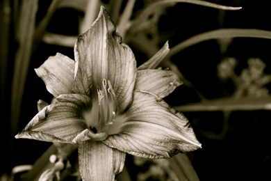 The Dark Flower Wallpapers From Dark Wallpapers