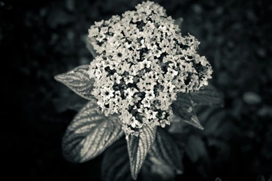 1680x1050 Dark Flower Desktop PC And Mac Wallpapers