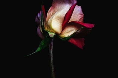 Flowers,dark Dark Flowers Flora Roses 1280x1707 Wallpapers ...