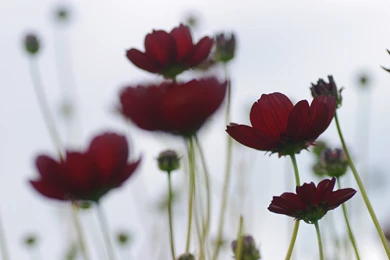 Dark Red Flowers Wallpapers