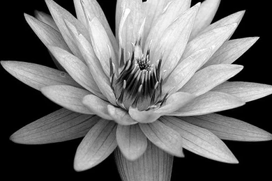 Freeios8.com   Ae89 dark flower black xperia z backgrounds   Http ...