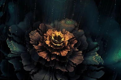 Beautiful Abstract Flower   Dark Wallpapers