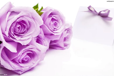 Purple Roses HD Wallpapers