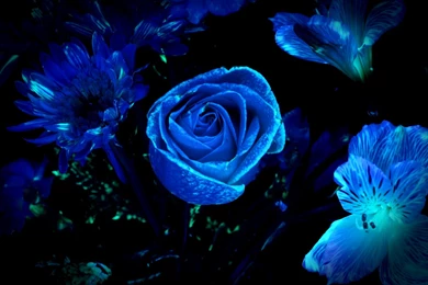 Blue Floral Wallpapers HD Backgrounds