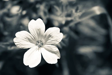 Hd Black And White Flower Images 3d Hd Pictures.