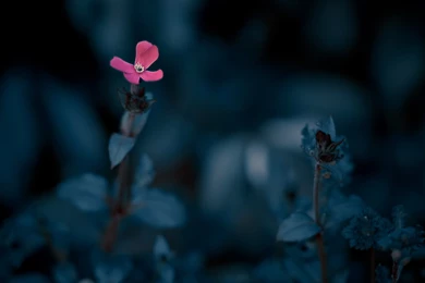 Pink Flower In Blue Dark Field