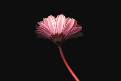 Lonely flower dark red simple minimal nature Wallpapers