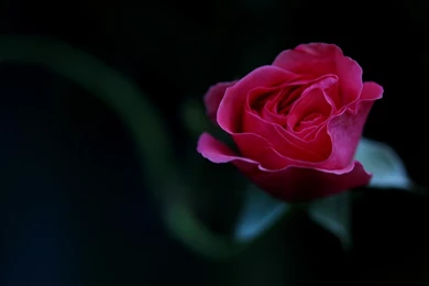 Flowers: Pink Rose Dark Flower Wallpapers For Desktop For High ...