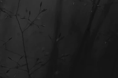 Flower iPhone 6 Wallpapers