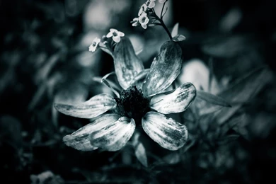 Flowers Archives   Fresh HD Wallpapers   HiFi Papers