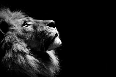 Lion Wallpapers Hd