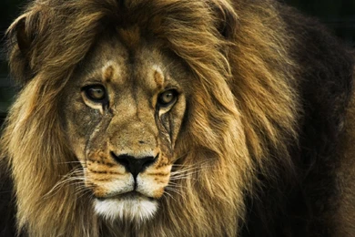 Lion Desktop Wallpapers   Wallpapers HD Base