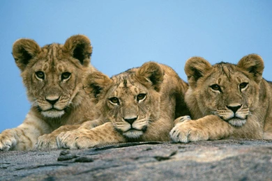 Desktop Wallpapers For Lion 3d Hd Pictures.