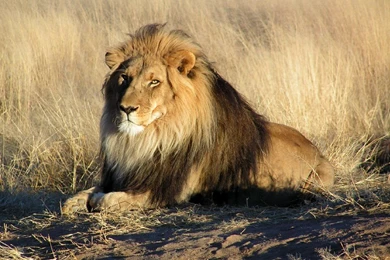 Wallpapers > Lion Hd Wallpapers > LION WALLPAPER,LIONS WALLPAPERS ...