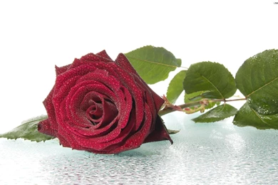 YouWall   Red Rose Wallpapers   Wallpaper,wallpapers,free Wallpapers ...