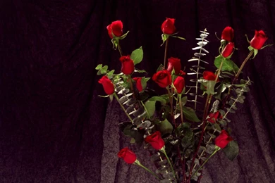 Desktop Wallpapers Red Roses