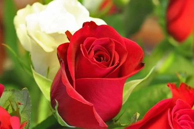 Only Red Roses High Quality Wallpapers