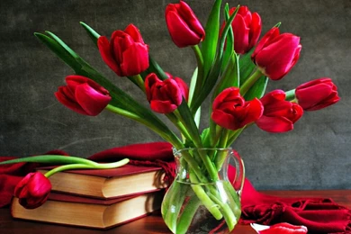 Magazines: Red rose wallpaper for desktop backgrounds.jpg