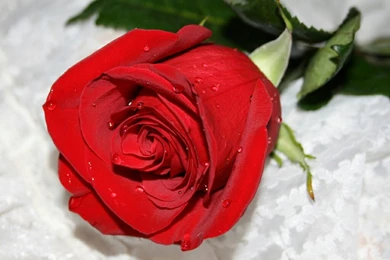 Flowers For Flower Lovers.: Red Rose Desktop HD Wallpapers.
