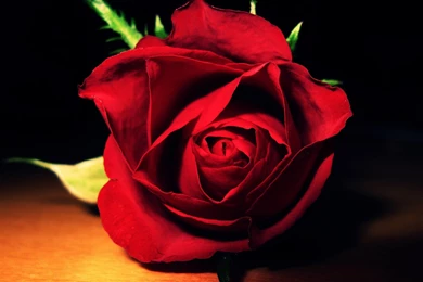 HD Best Red Rose Desktop Wallpapers Full Size   HiReWallpapers 4186