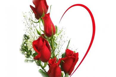 Love Red Roses Backgrounds   Typta.com