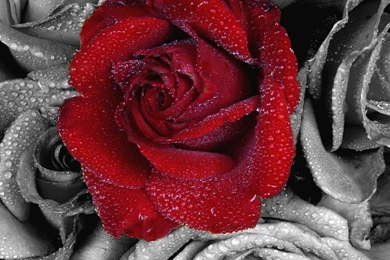 Flowers Beauty Beautiful Roses Black Red Rose Desktop Wallpapers ...