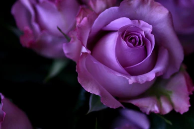 HD Wallpapers 1080p Purple Rose 5.jpg