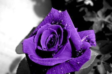 Dark Purple White Roses